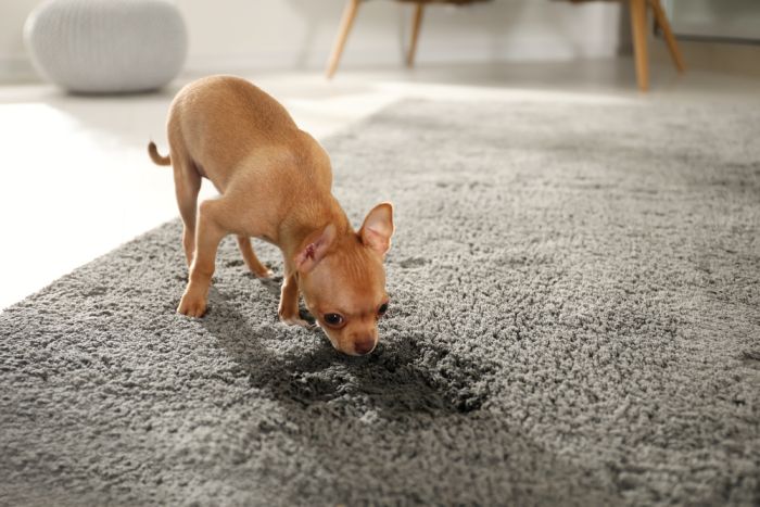 Pet Stains & Odor Removal